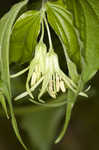 Yellow fairybells <BR>Yellow mandarin